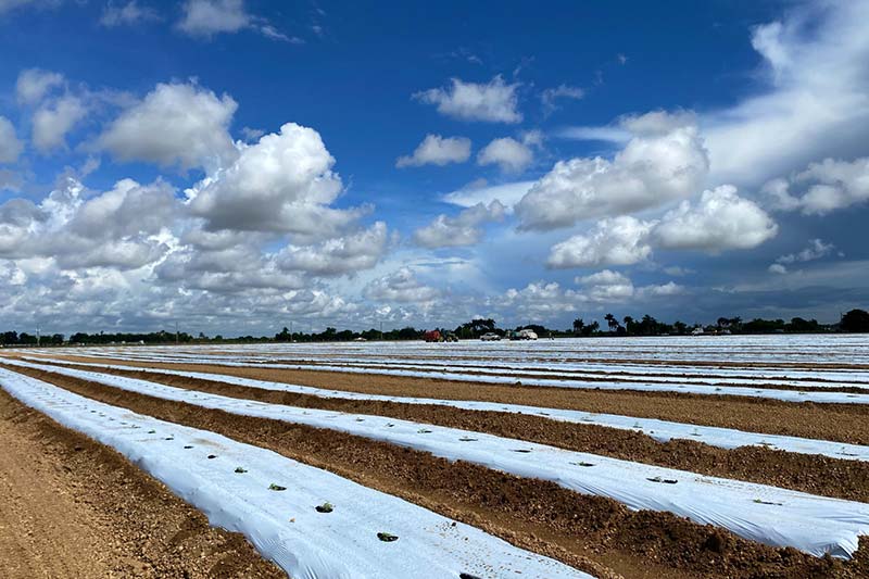 hemp cannabis plants are growing in neat rows in the field at the florida facility