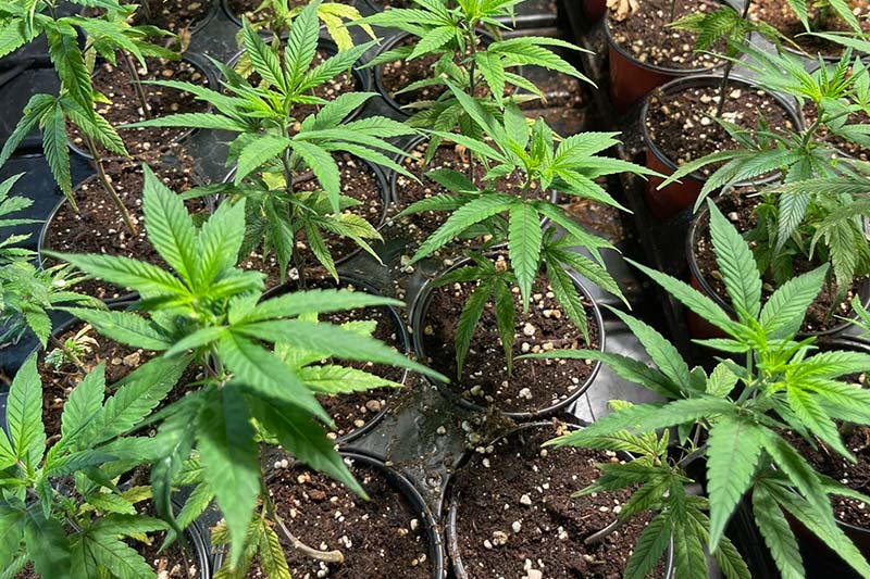 hemp based cannabis plants in indoor grow