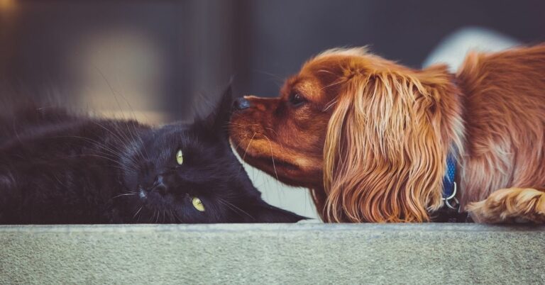 dog sniffing a cat's ear